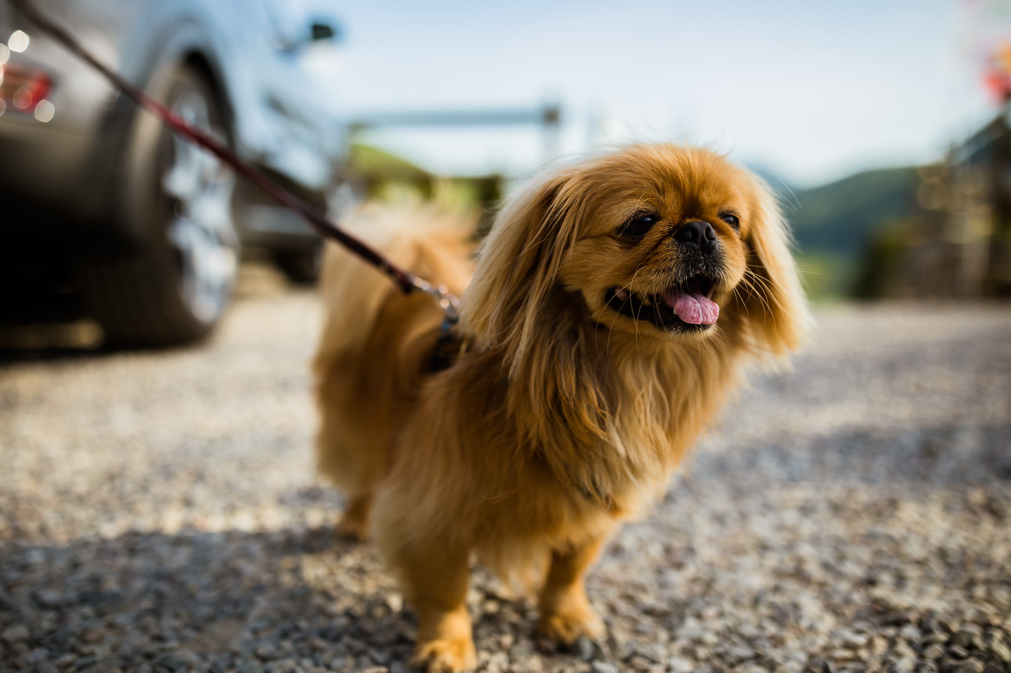 Export x3 5D4 5619 Geburtstag 75 Klara @ Golffricktal